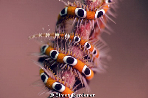 brittle star shot with 105mm macro by Simon Gardener 